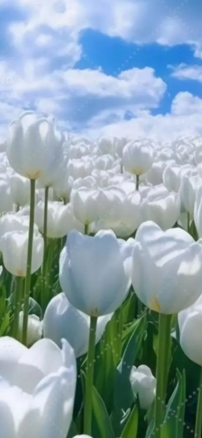 کرایه باغ به مدت یکسال
