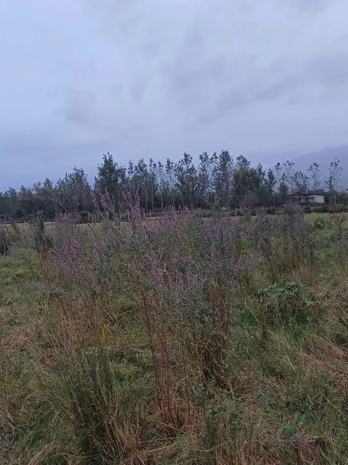 ۲۰۰ متر زمین شهر نور