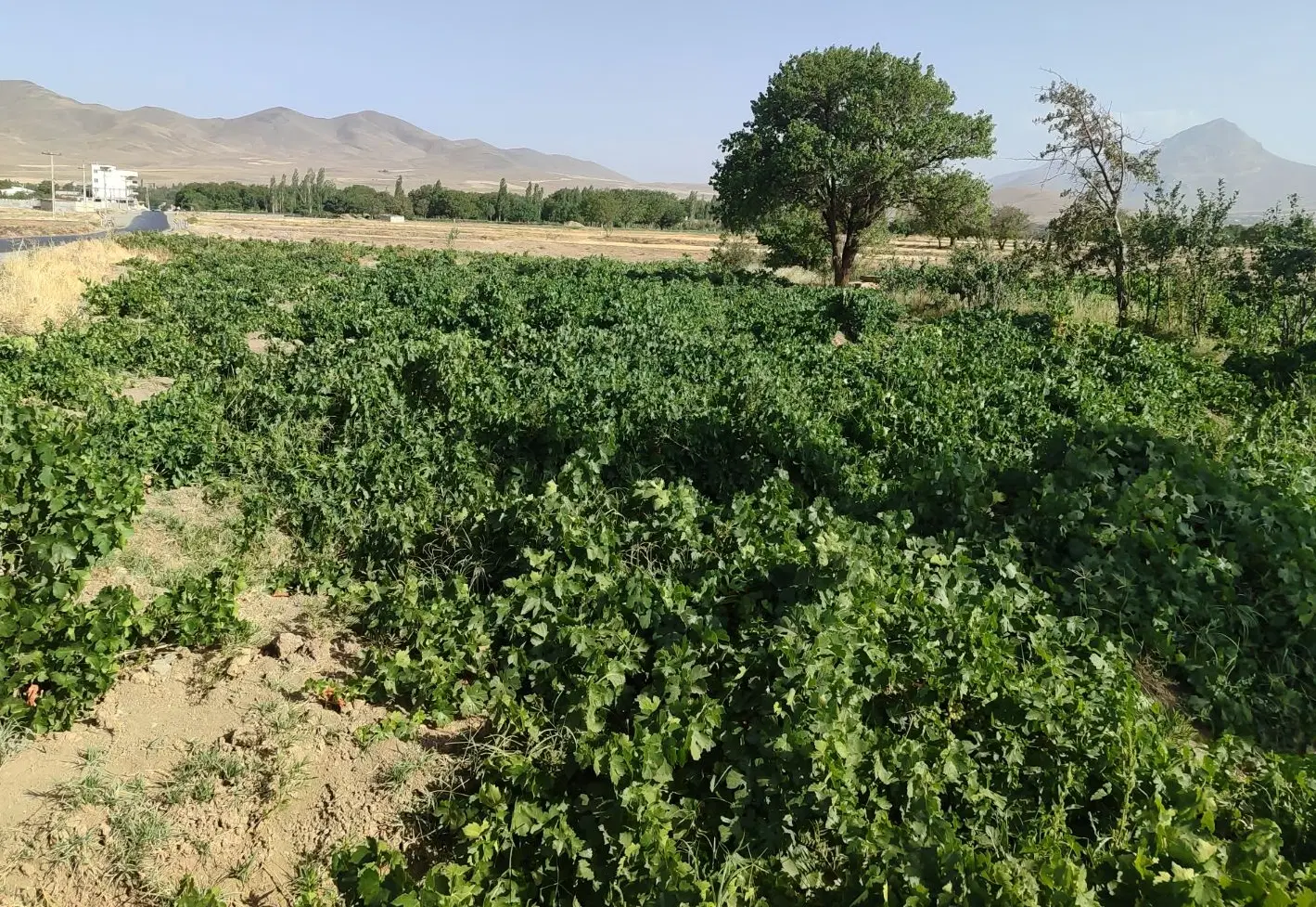 باغ میوه و انگور نصراباد