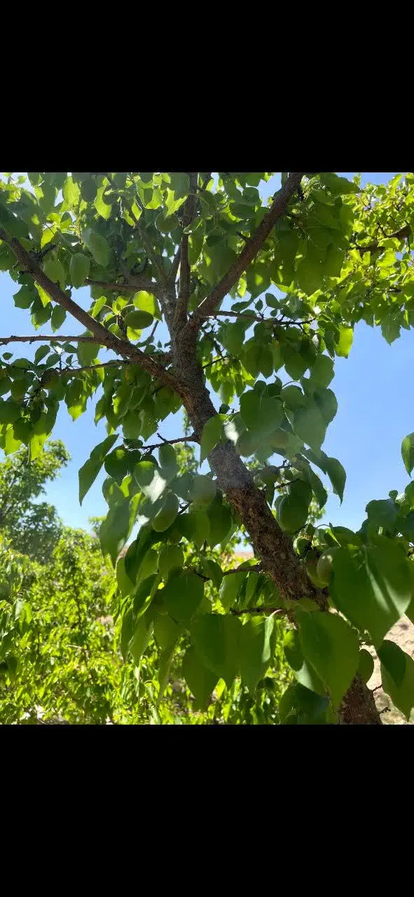فروش باغ پرمحصول روستای ‌‌وخوش ‌آب وهوای آهوانو