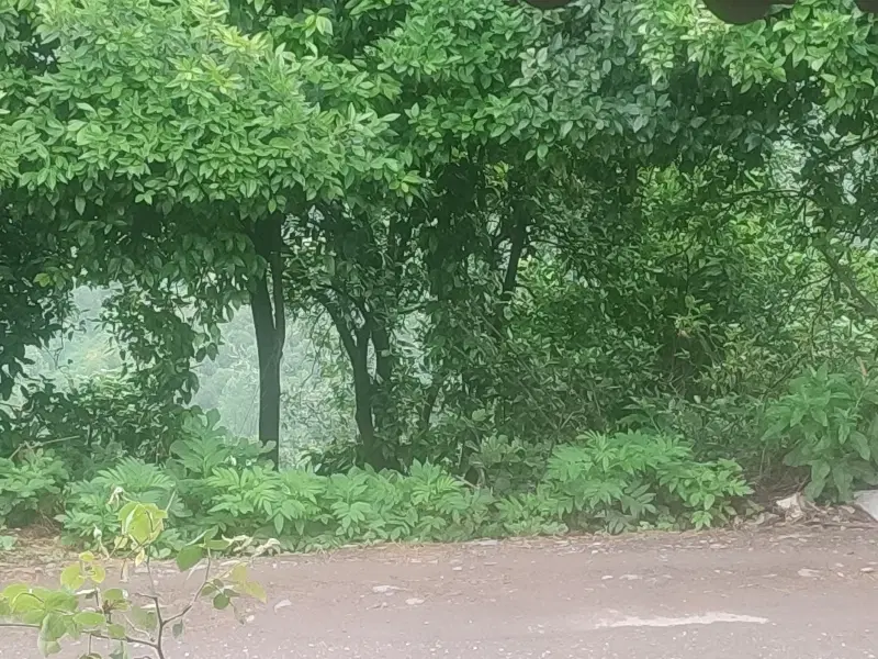 فروش یک قطعه زمین روستایی دارای پروانه ساخت