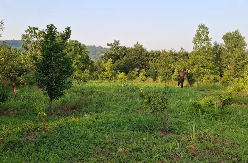فروش زمین باغی حدود ۱۵۰۰ متر