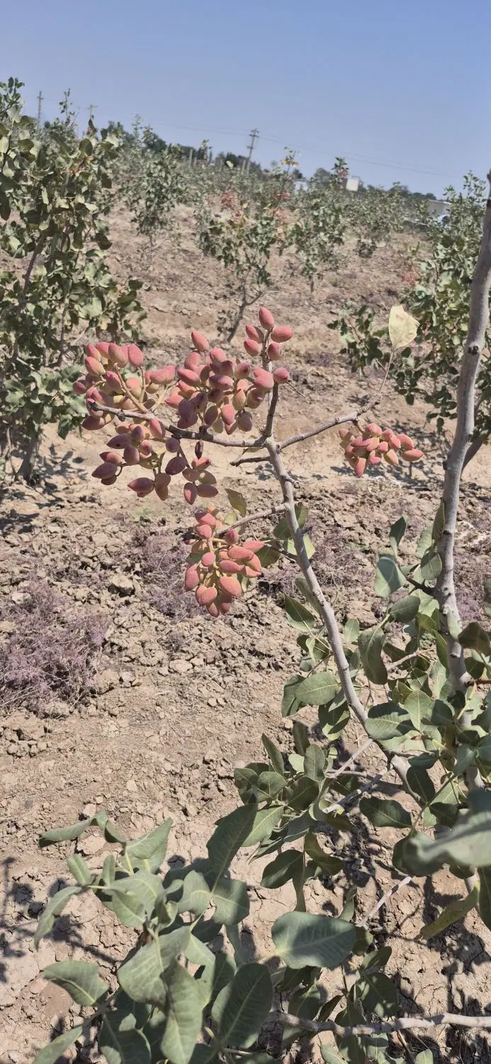 باغ پسته