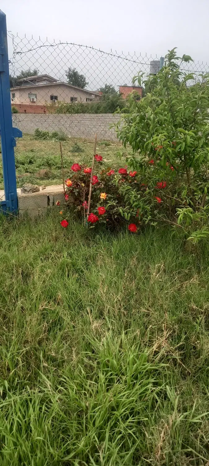 باغ جلین