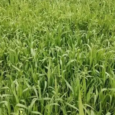 زمین کشاورزی
