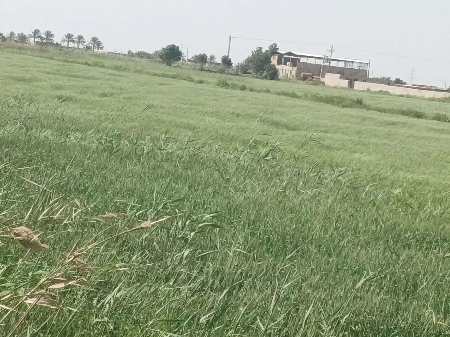 ۶۶ هکتار مزرعه جاده قدیم خرمشهر اهواز