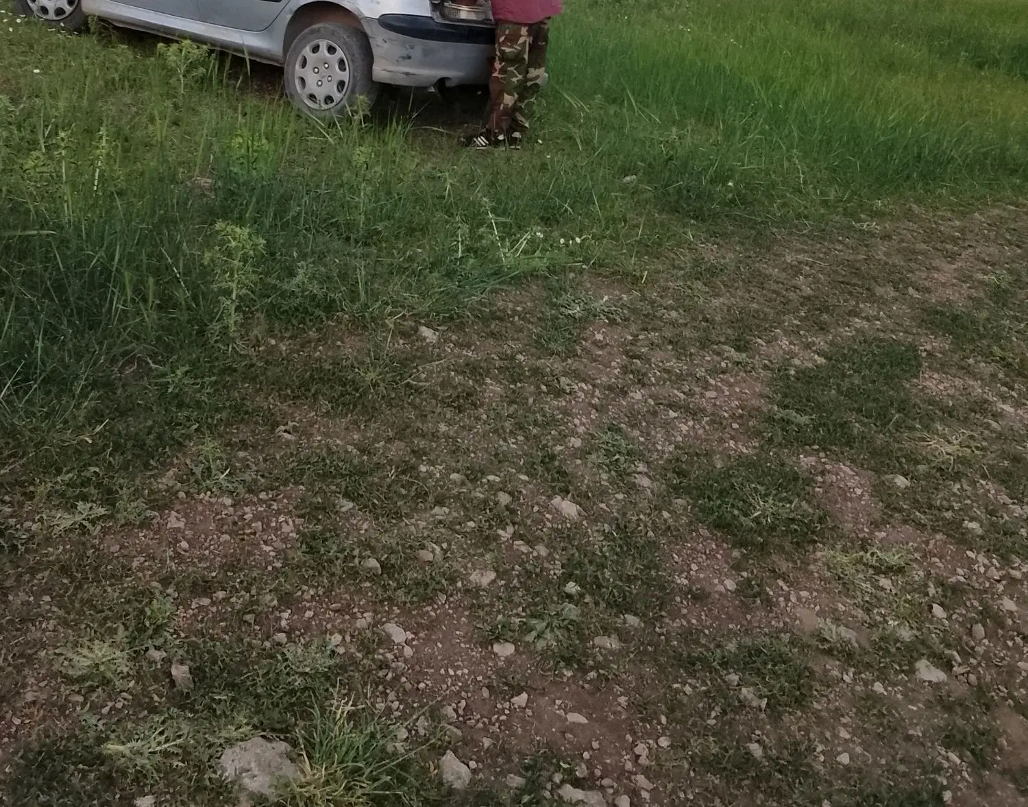 زمین کشاورزی دیم