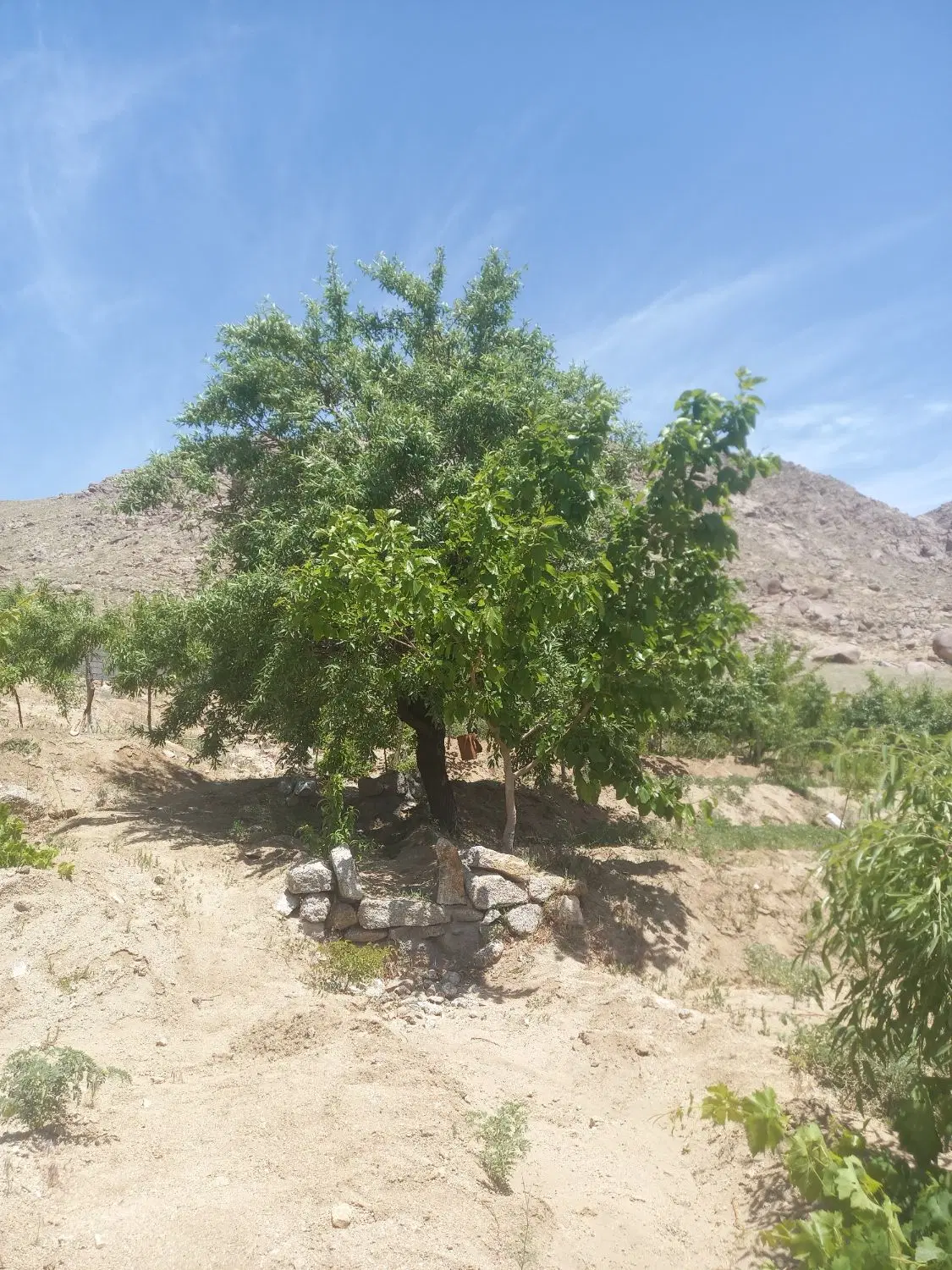 فروش باغ  نیر معاوضه با ملک  یا زمین دریزد