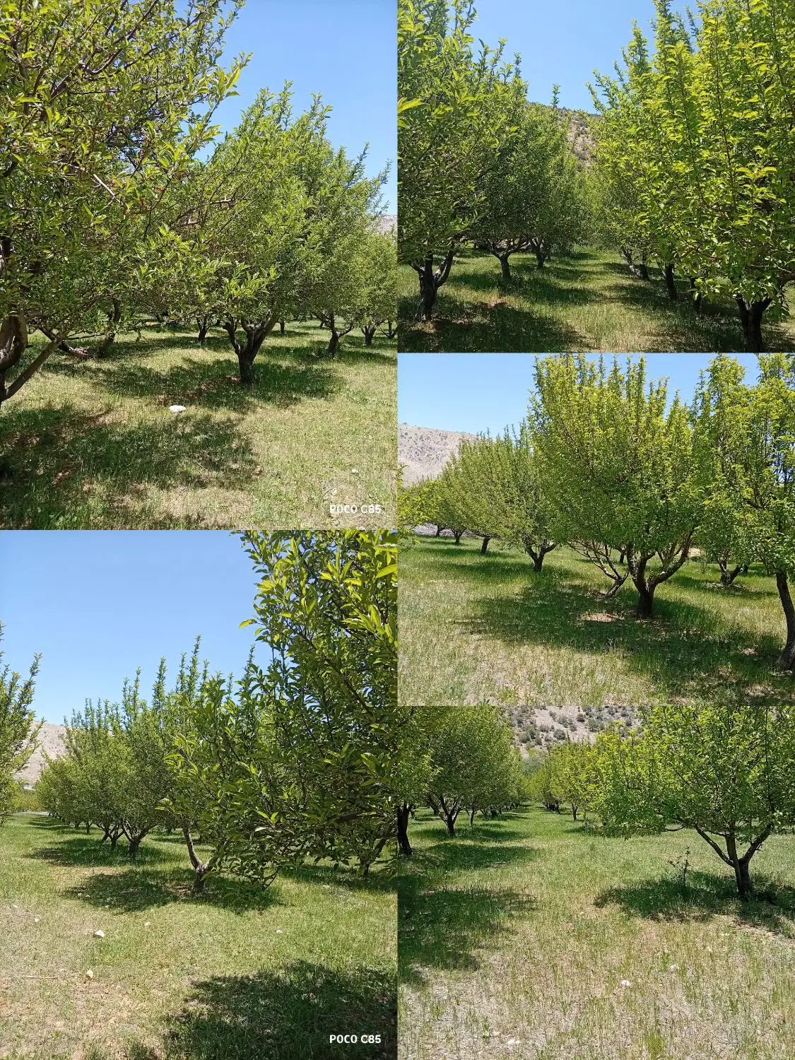 باغ ثمری