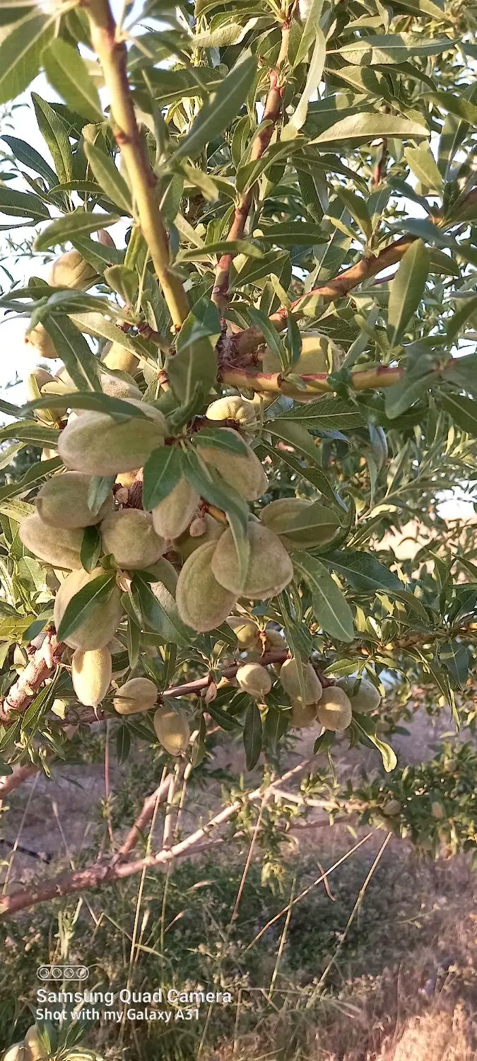 فروش باغ