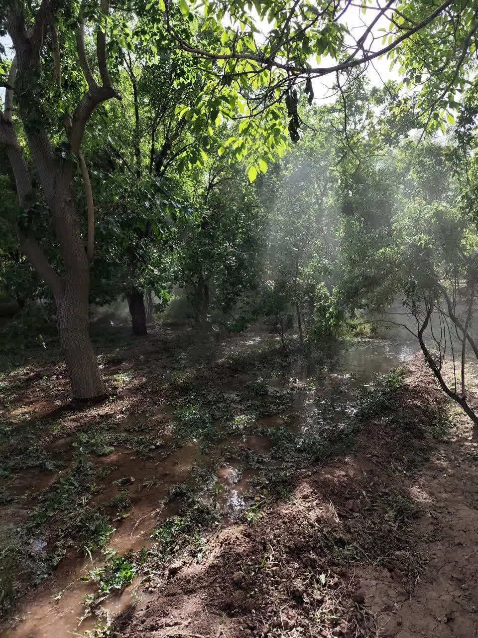 باغ روستای نصرآباد