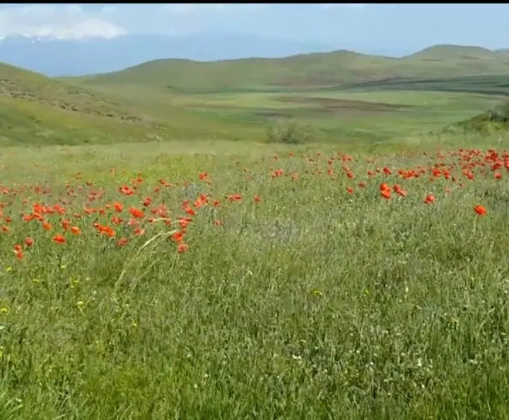 فروش زمین شهبازادگان
