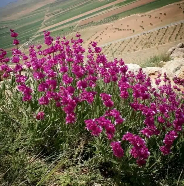 زمین ویلایی بن ، لارک