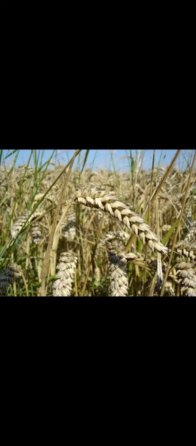 زمین کشاورزی