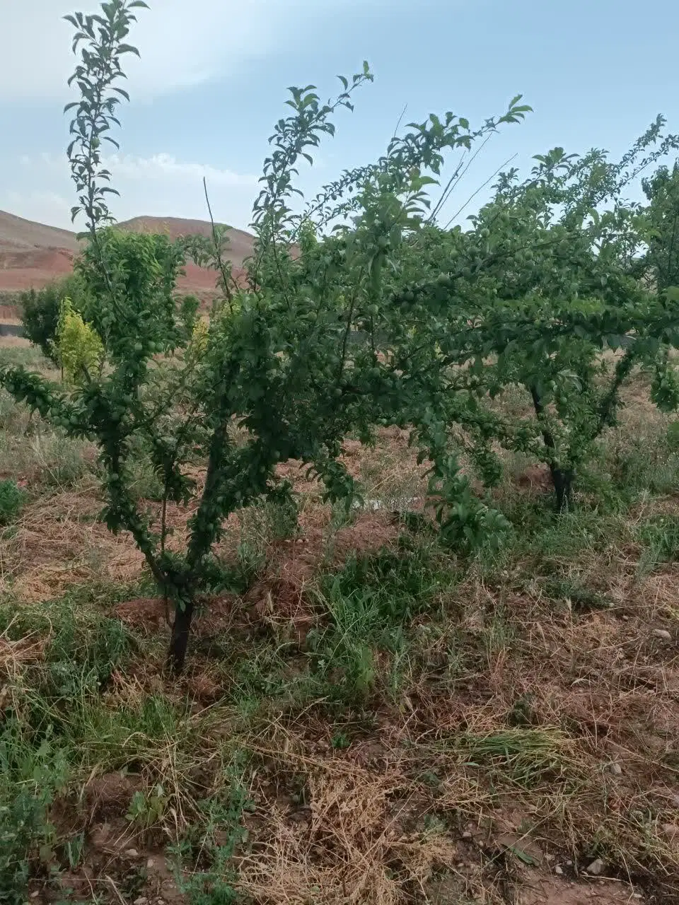 باغ فروشی