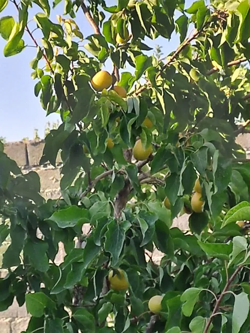 باغچه