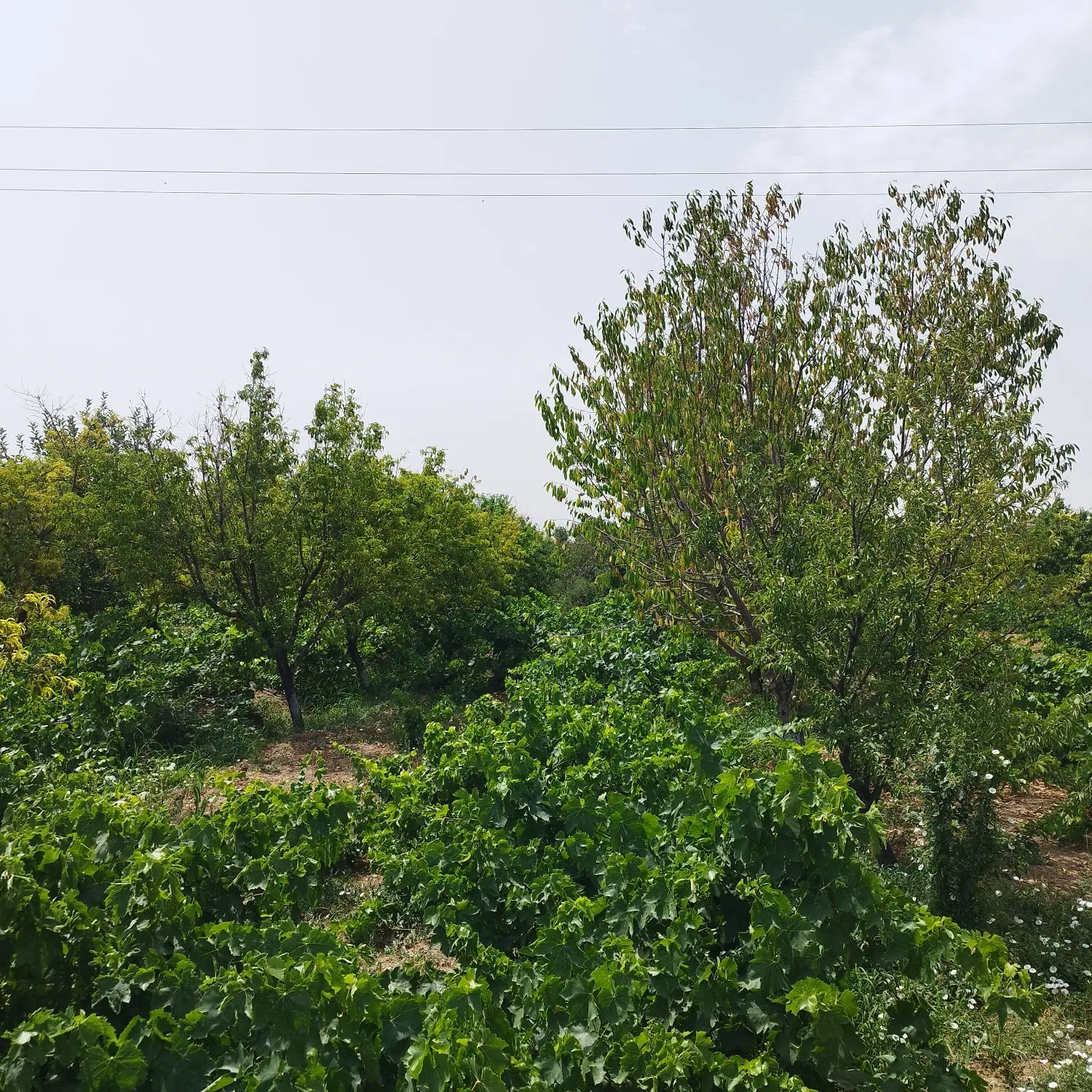 باغ جنگل مرزیجران گروس