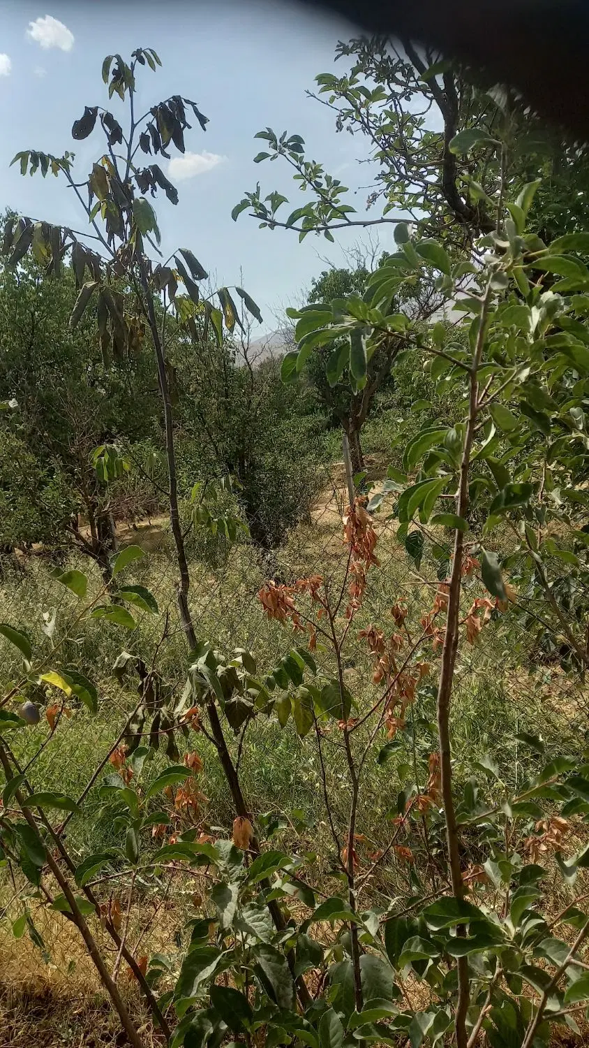 باغ عباس آباد فخر آباد
