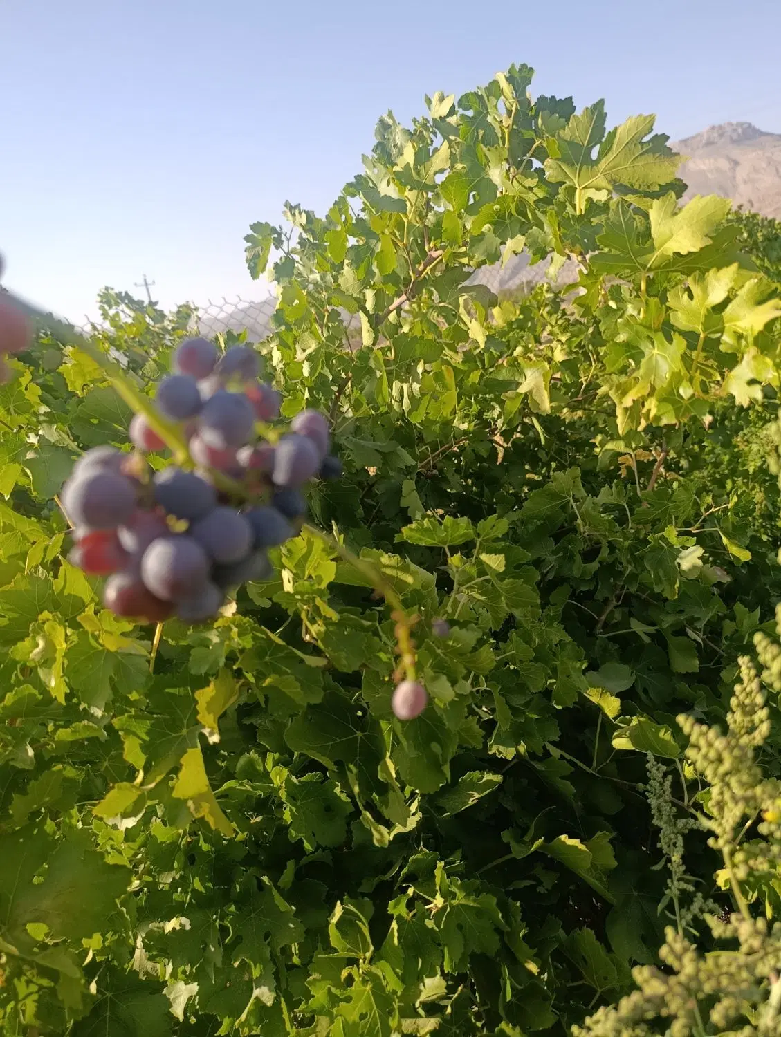 باغ شهری حسین آباد (نقش رستم)