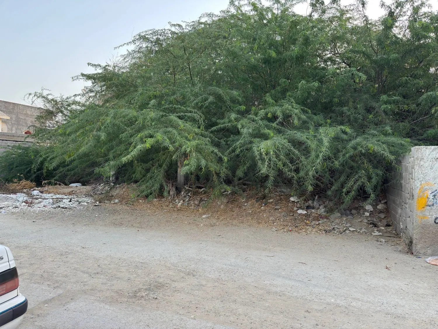 زمین فروشی روستای تیس
