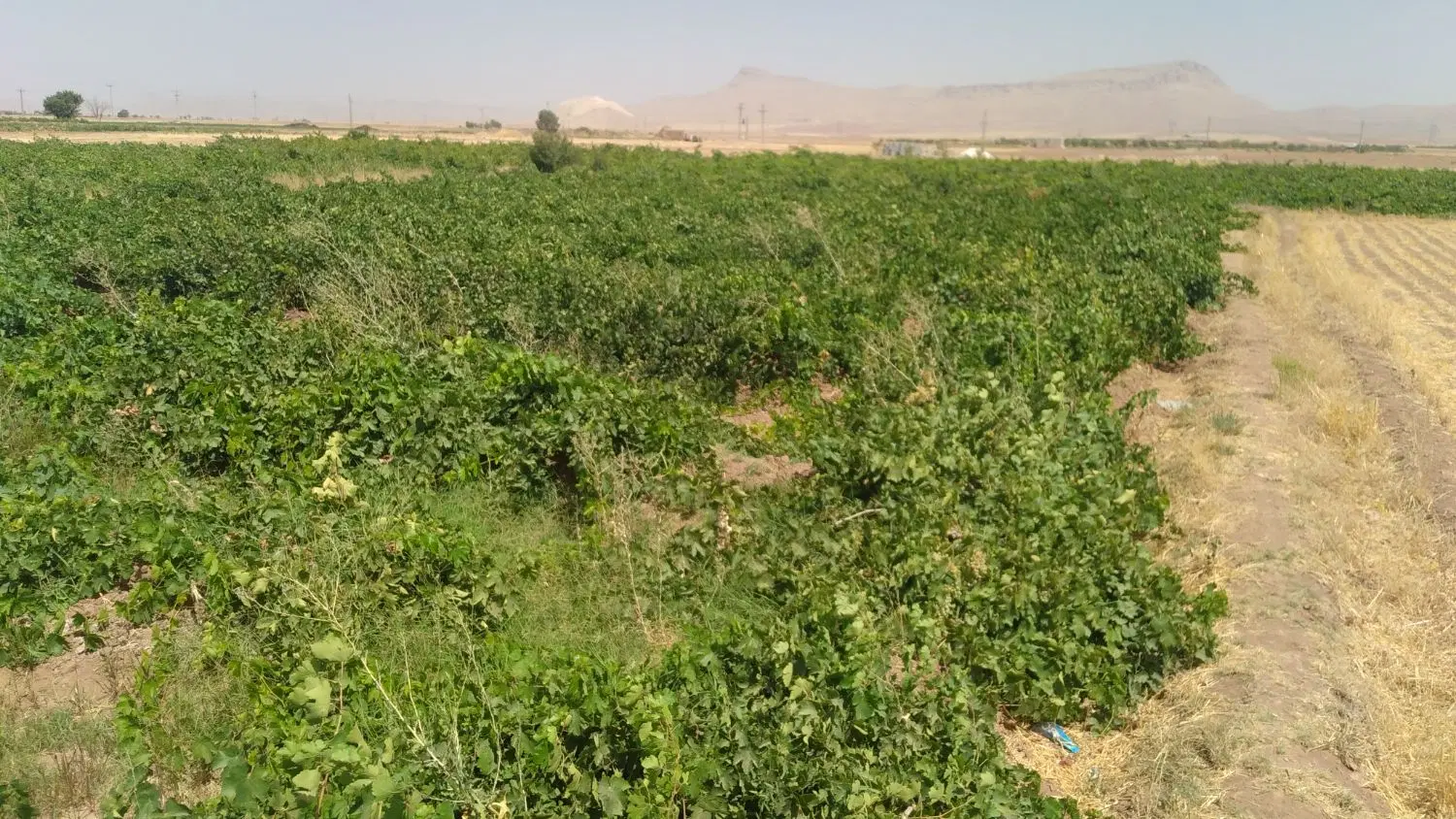 باغ کبودرآهنگ