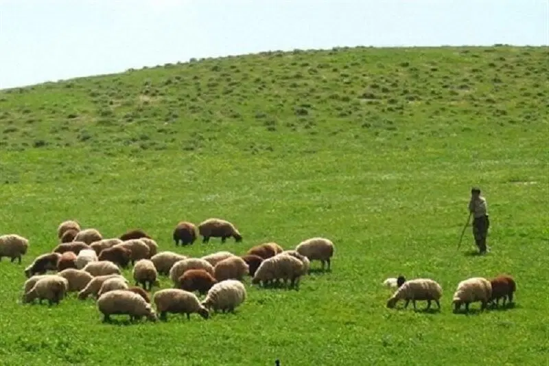 واگذاری حق بهره‌برداری مرتع ۱۴۳۵ هکتاری در قزوین