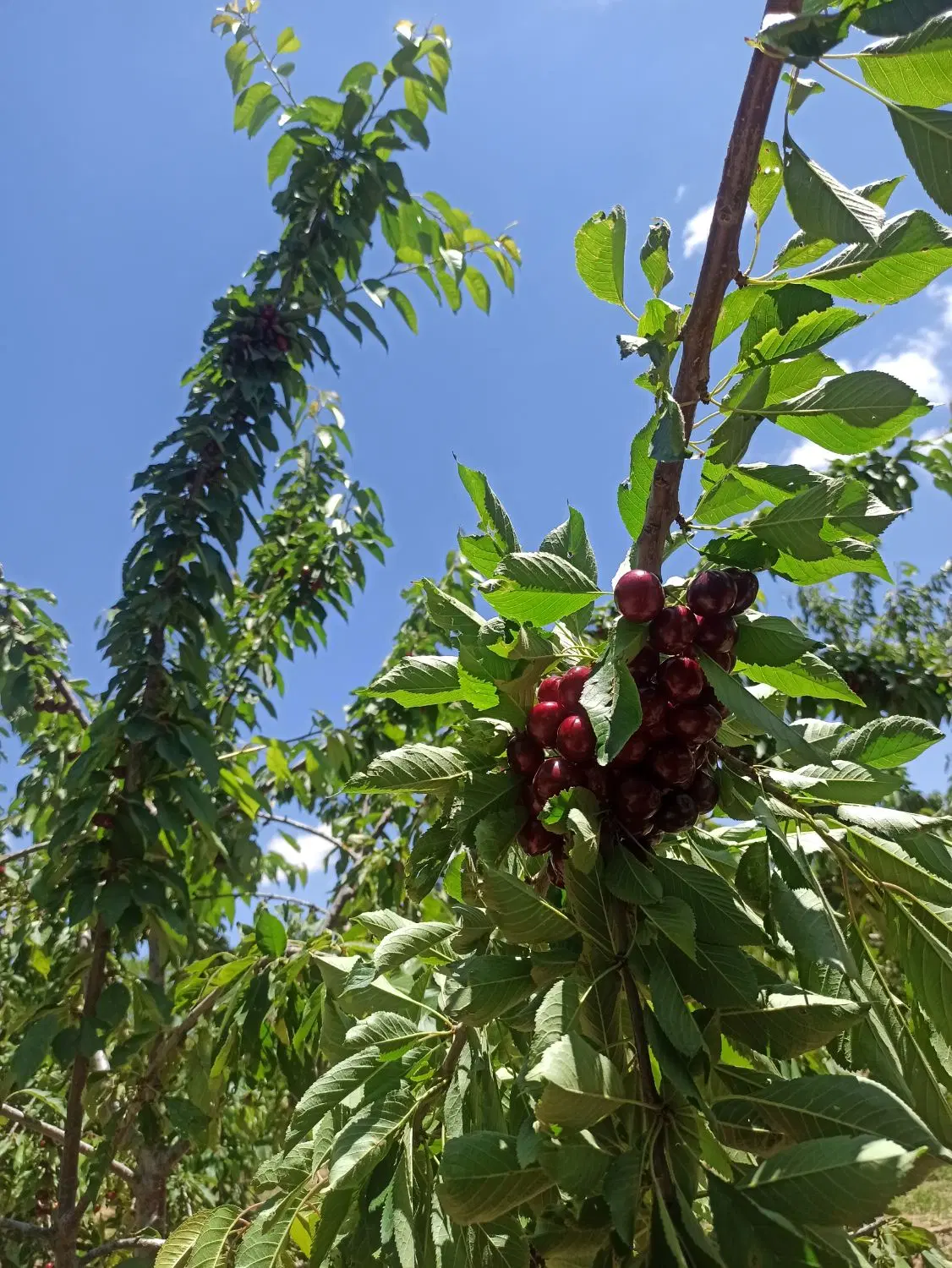 باغ روستای اسدلی