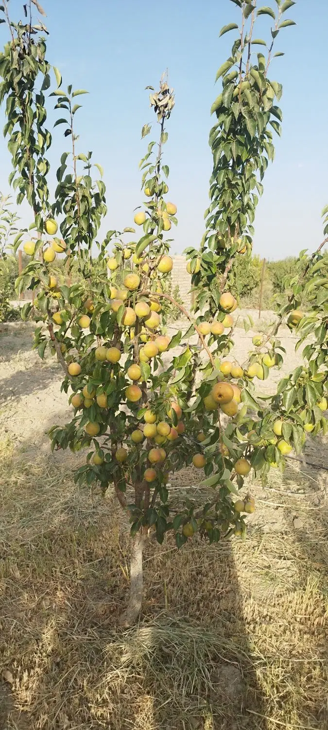 باغ ویلا