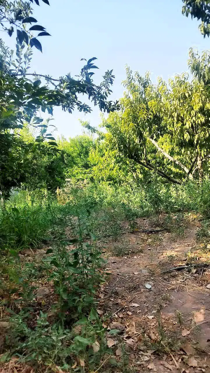 باغچه 1000 متری با چهاردیواری در جاده سهلیه