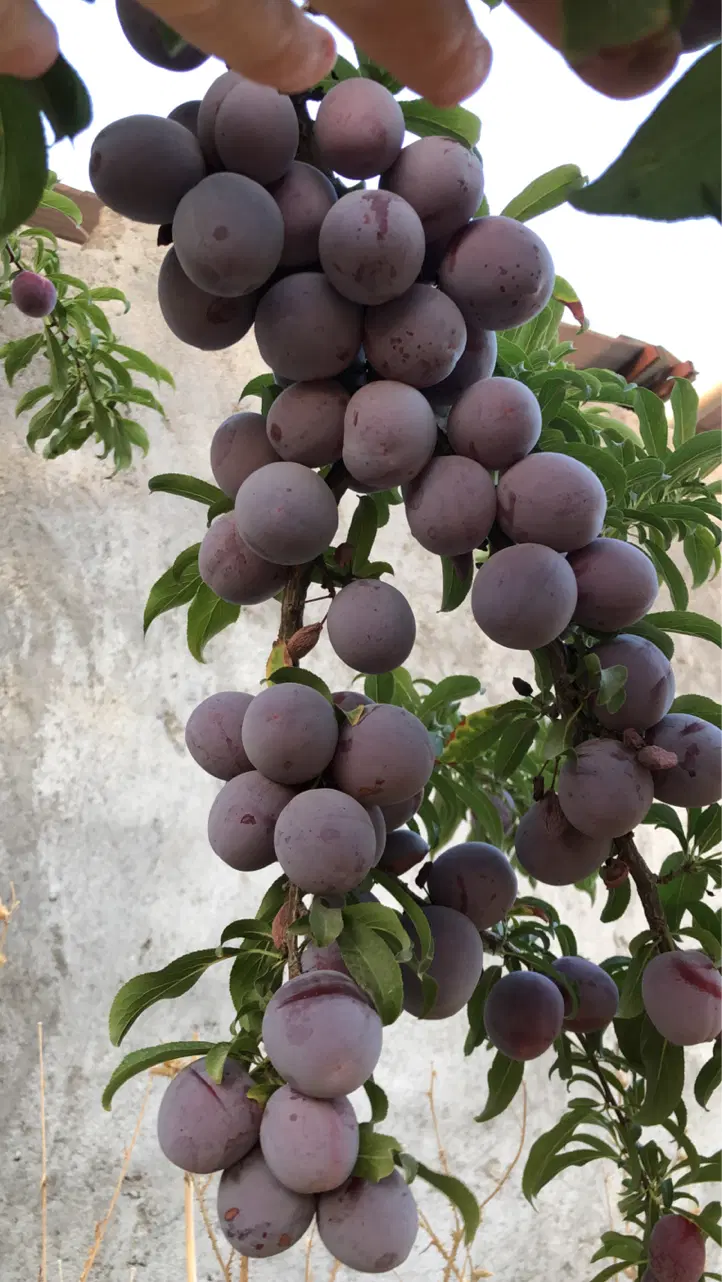 ۱۰۰۰ متری شاهنامه ۷۶
