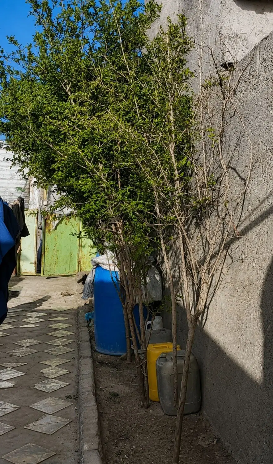 میدان دام