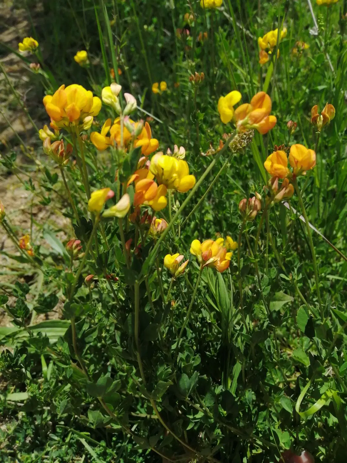زمین کشاوزی ۱۰۰۰متری گریزه