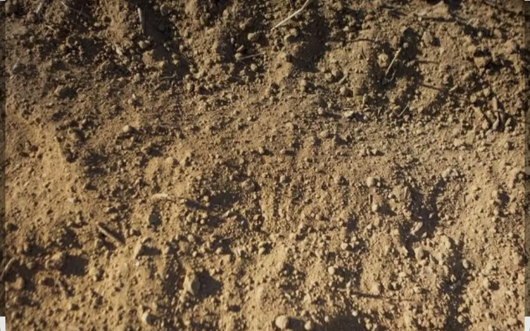 زمین فرهیختگان مس فاز یک