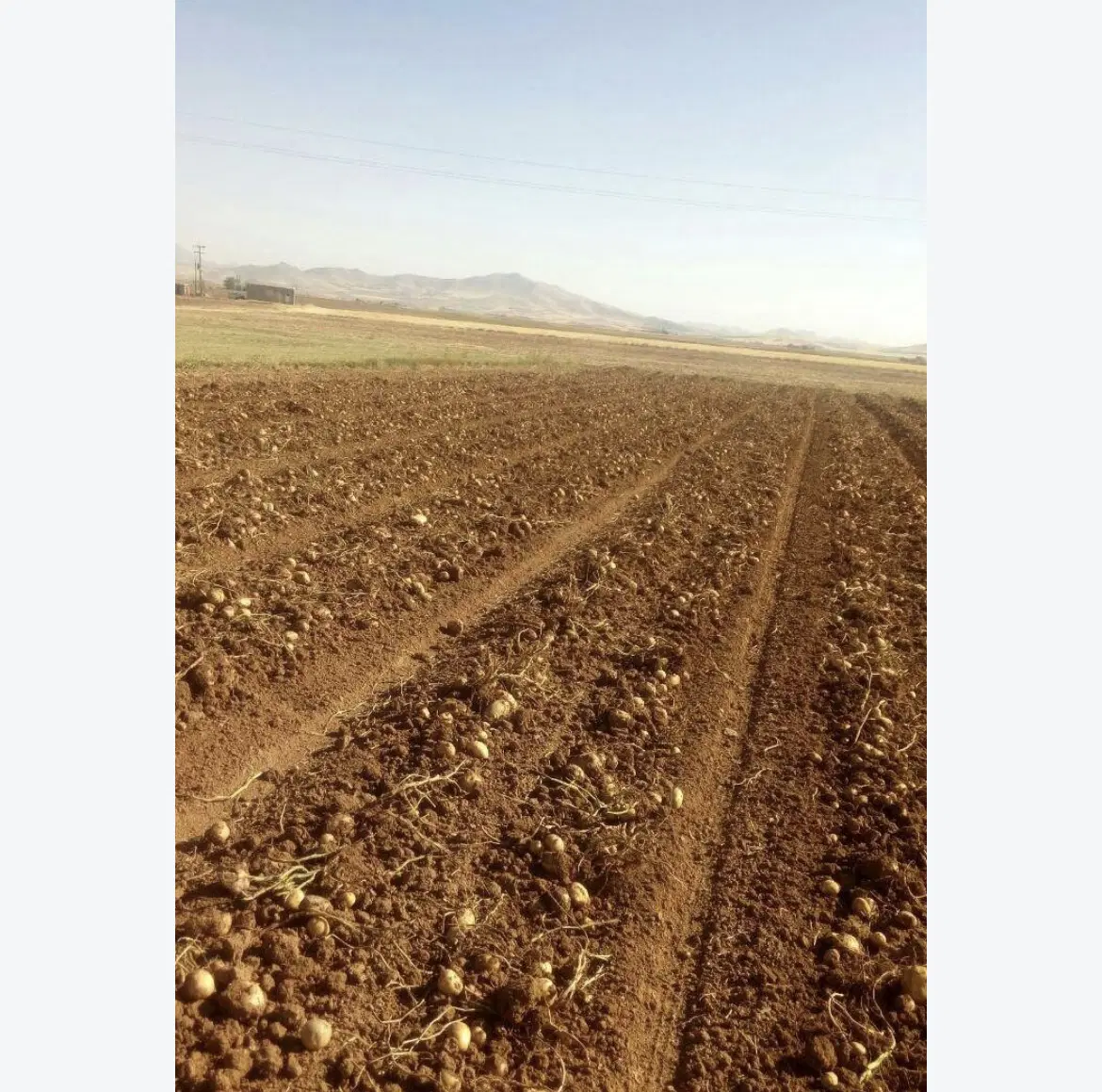 اجاره زمین کشاورزی آبی