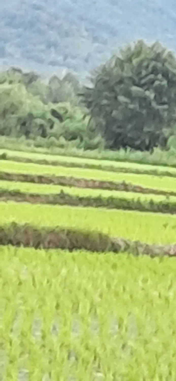 زمین مزوعی