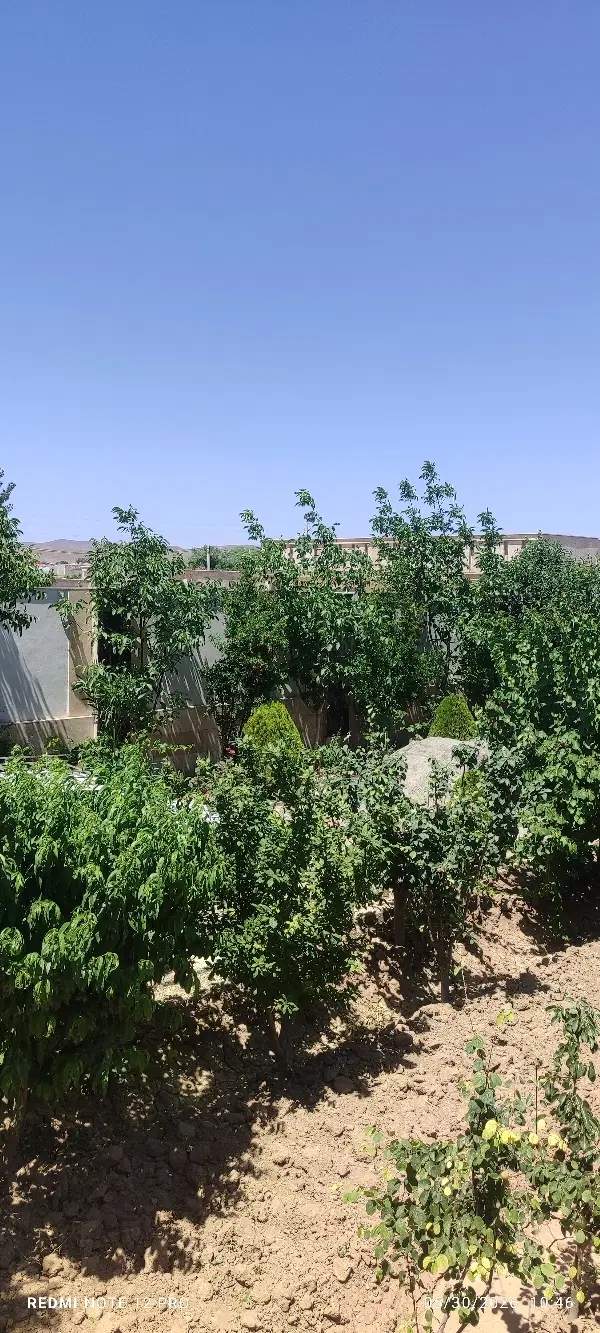 باغ و باغچه