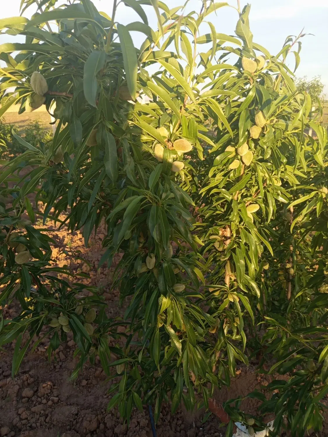 فروش بخونه باغ