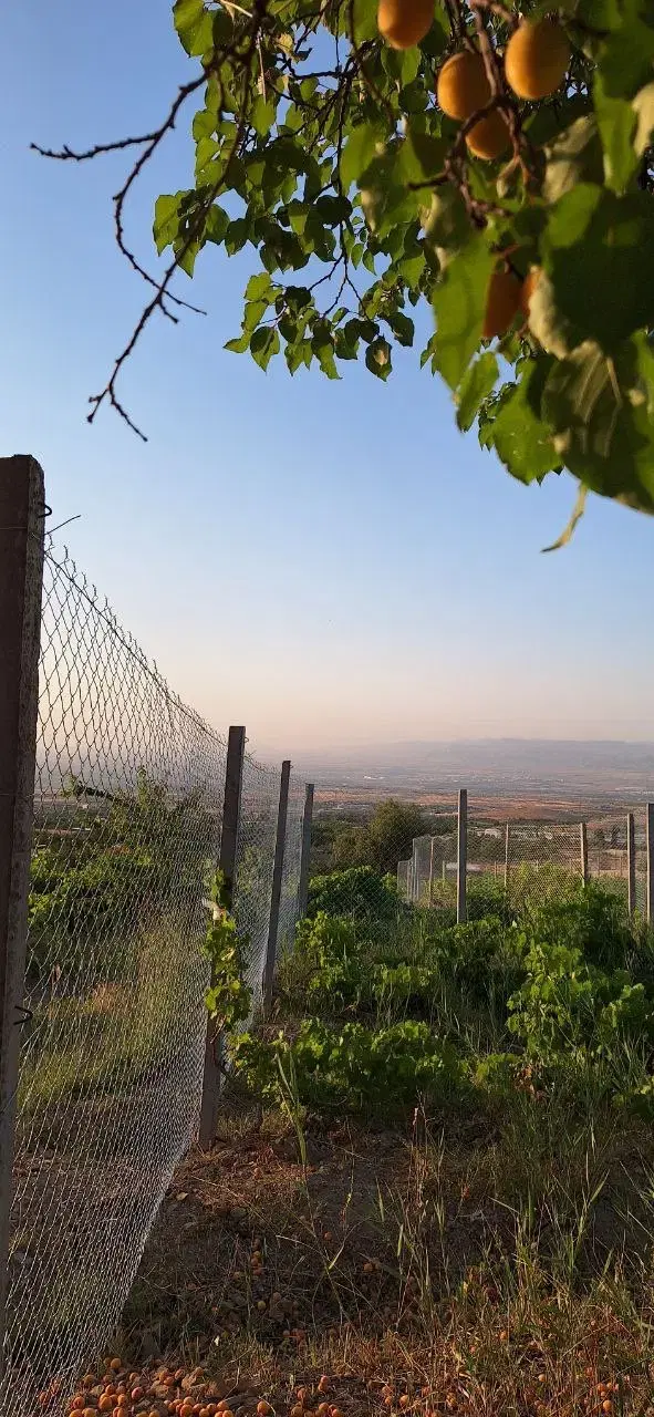 فروش باغ