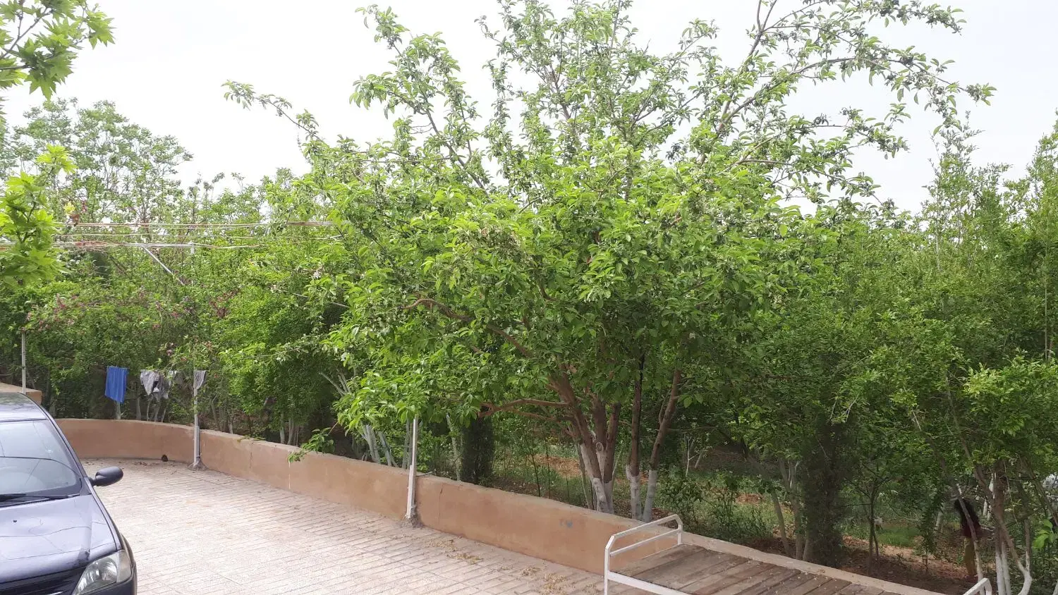 باغ شهری در دودج،زرقان