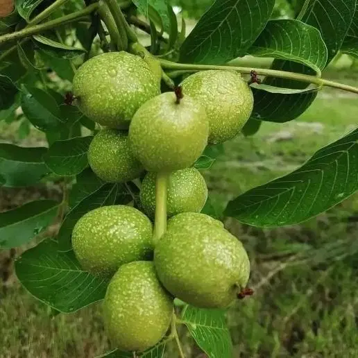 باغ درصومعه بصورت نقدی  یا قابل معاوضه