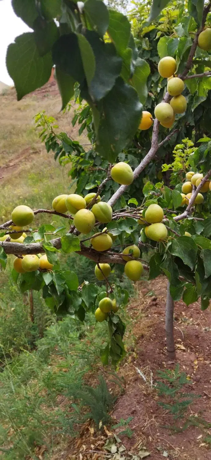 باغ سنددارهمه نوع درخت میوه امامه دارکیا