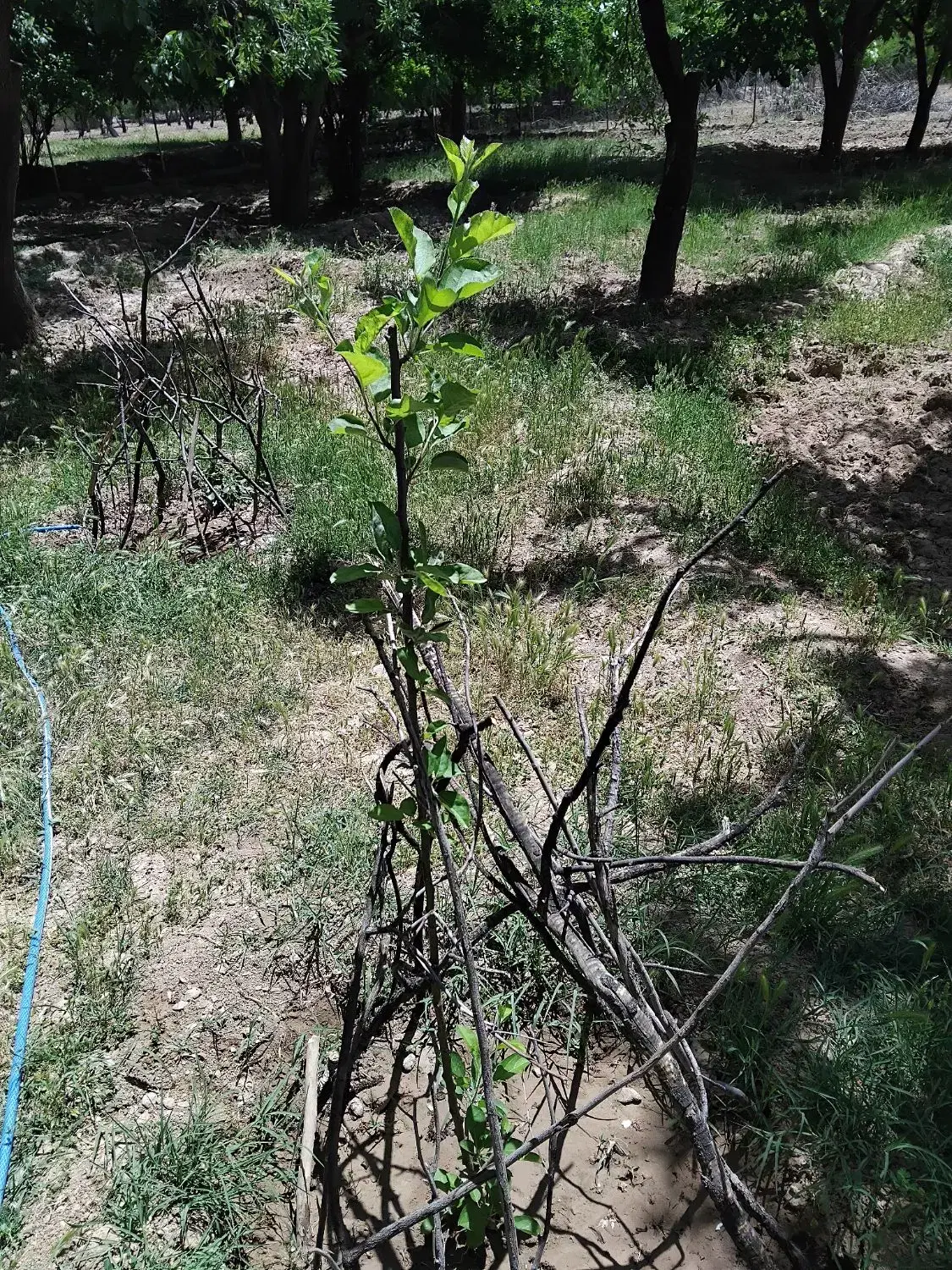 فروش باغ شهری در درودزن ،روستای حصار