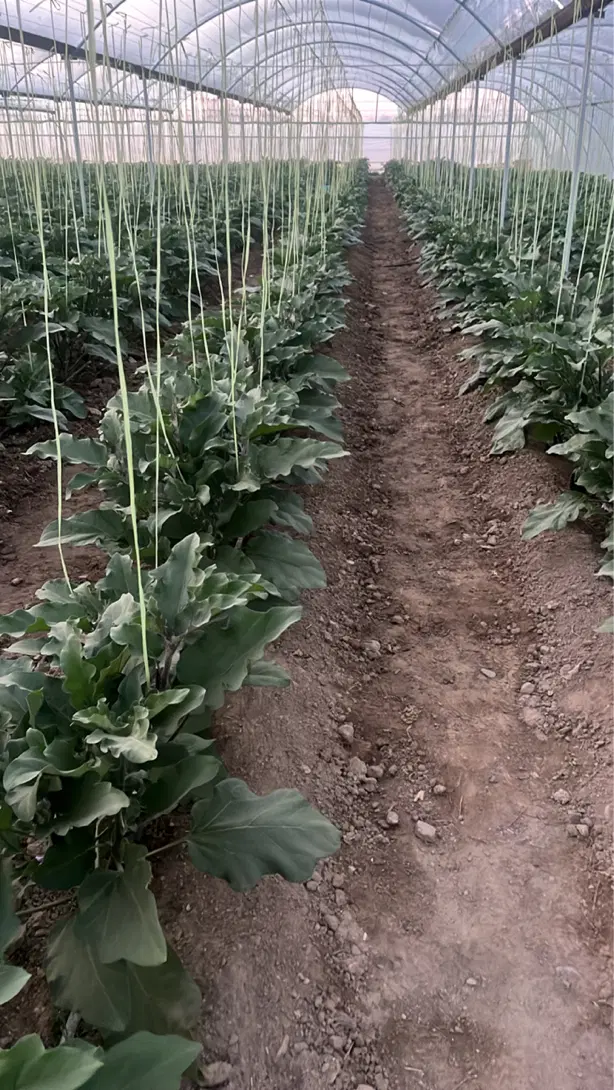 گلخانه اجاره ای