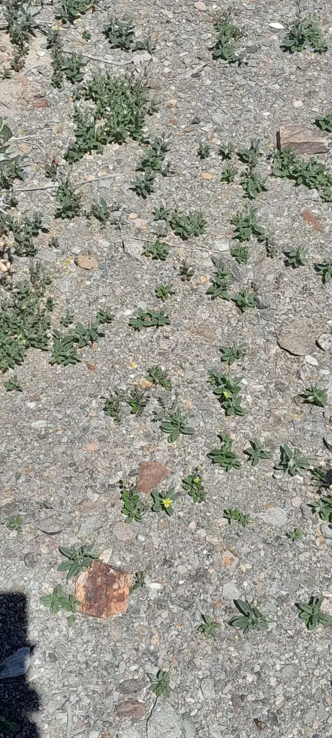 زمین مسکونی بهترین جای روستا  قلعه نو.بلوار اصلی