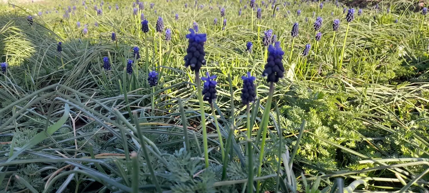 زمین کشاورزی ملک آباد