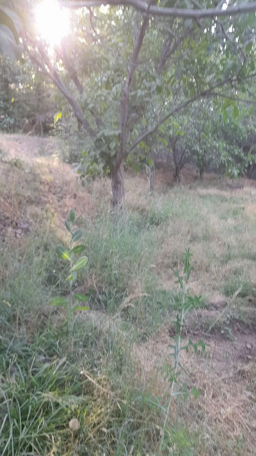 فروش باغ