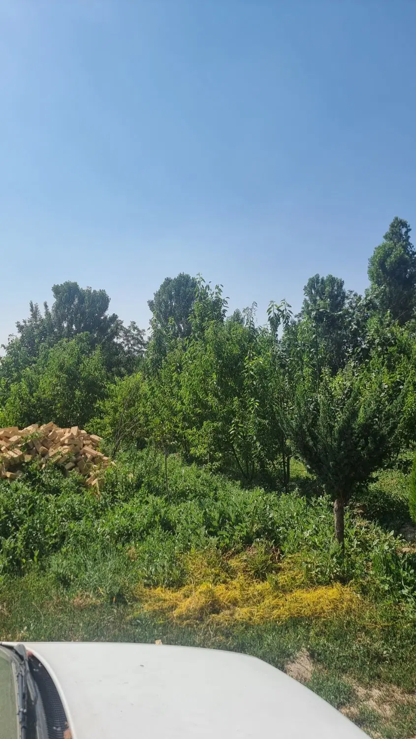 باغ واقع در روستای صدقه خیابان فرح دل