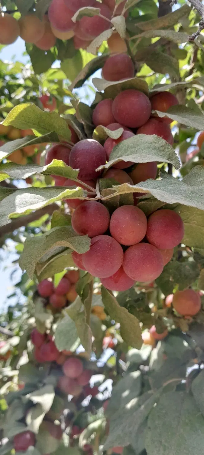 باغچه۵۰۰منری