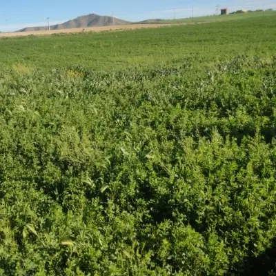 زمین کشاورزی ابی