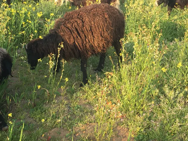 زمین کشاورزی (پسته)